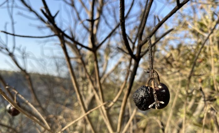 Hatay’da zeytin ağaçları kül oldu