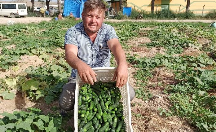 İkinci ürün salatalıkta son günler