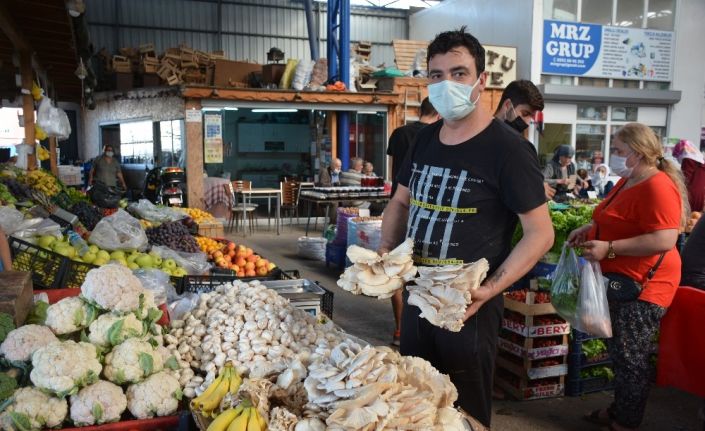 İstiridye mantarı tezgâhlarda