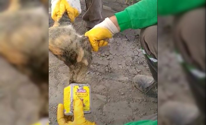 Kafası teneke kutuya sıkışan kediyi temizlik işçisi kurtardı