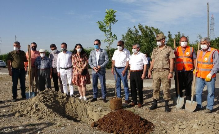 Kozan’ın girişine turunç ağaçları dikildi