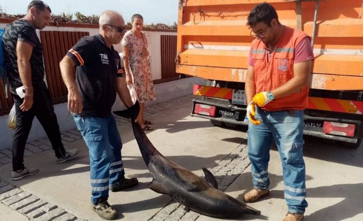 Kuşadası’nda çizgili yunus ölü bulundu