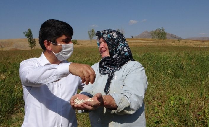 Lezzetiyle ünlü Tufanbeyli fasulyesinde hasat başladı