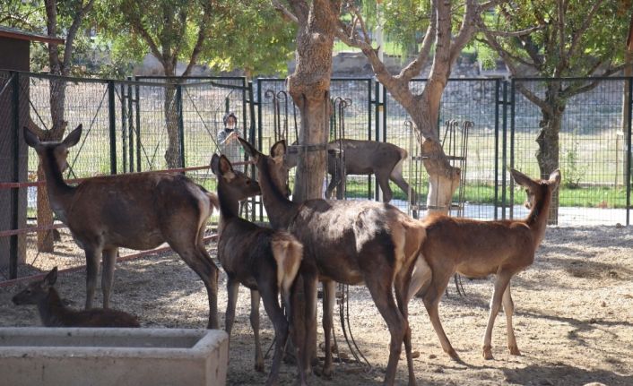 Malatya Hayvanat Bahçesi 7 ay sonra kapılarını yeniden açtı