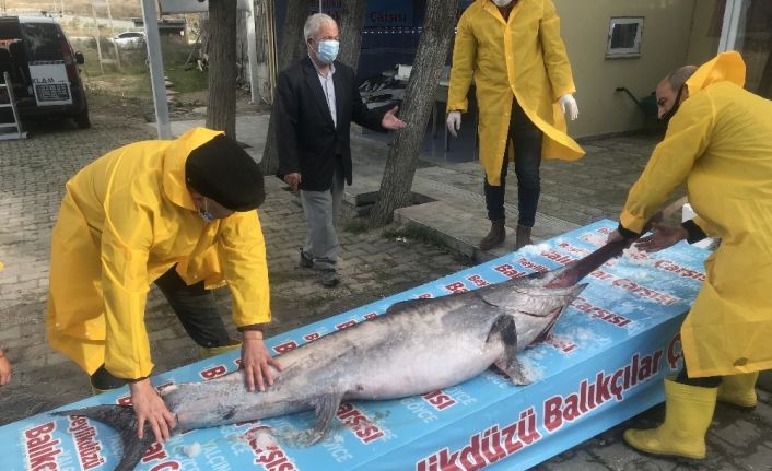 Marmara Denizi açıklarında dev “Kılıç Balığı” yakalandı