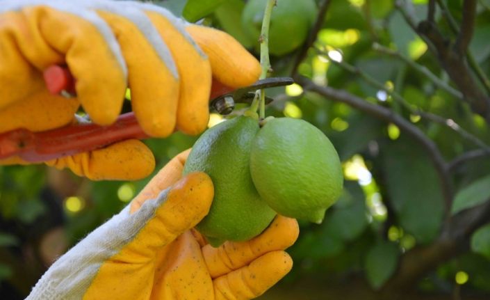 Muğla’da narenciye hasadı başladı