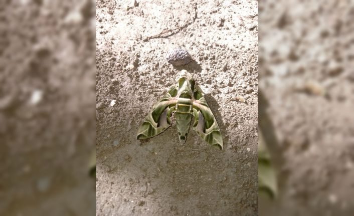 Nadir görülen Mekik Kelebeği Kuşadası’nda görüldü