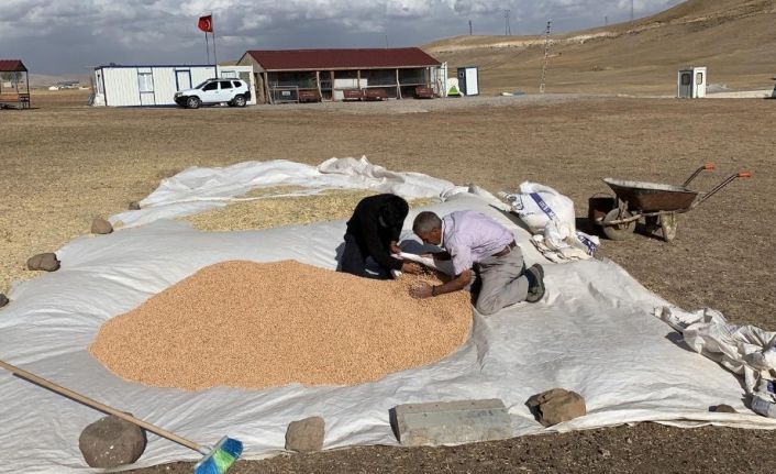 Proje kapsamında ekilen nohut ve fasulyenin hasadı tamamlandı