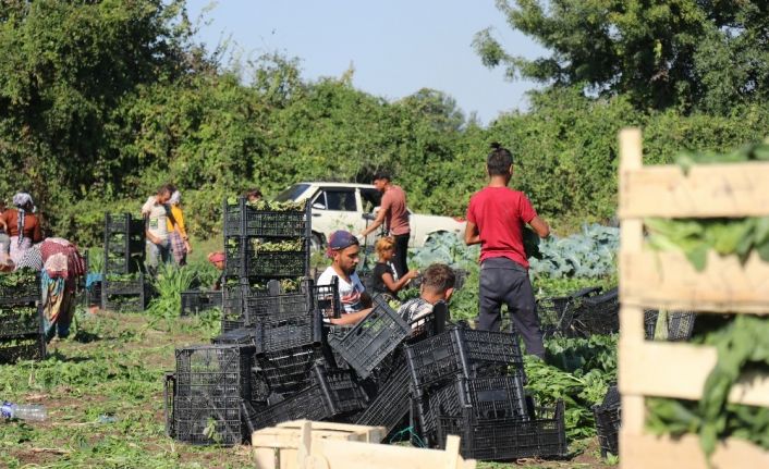 Sakarya’da ıspanak hasadı buruk başladı