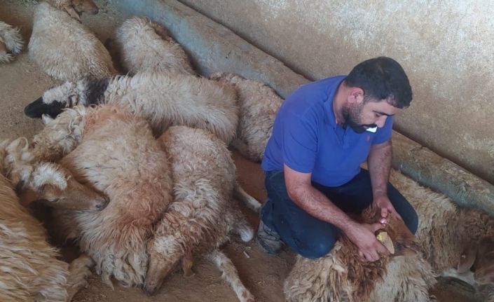 Şanlıurfa’da 150 koyun yediği bitkiden telef oldu