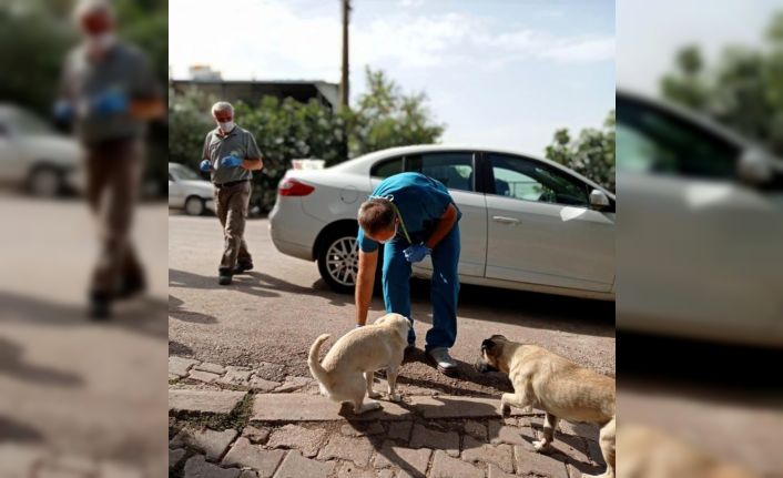 Sokak köpeklerine sosisli ilaçlama