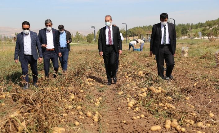 Solucan gübresiyle üretilen patatesler hasat edildi