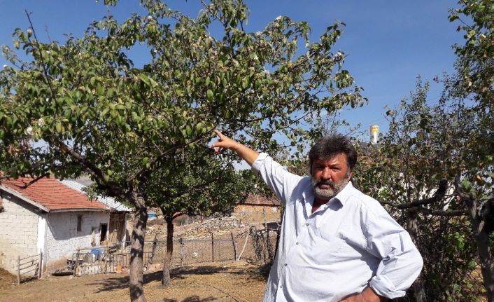 Sonbaharda elma ağacı çiçek açtı