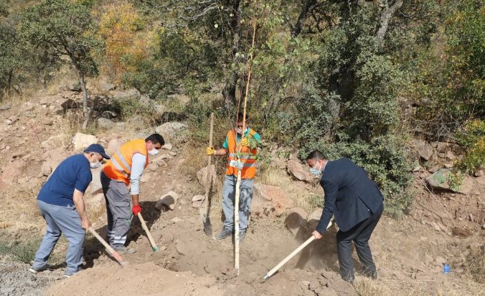 Talaslı Muhtarlar Ali Dağı’na ağaç dikti