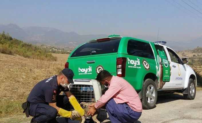 Terk edilen yavru köpeklerin imdadına jandarma yetişti