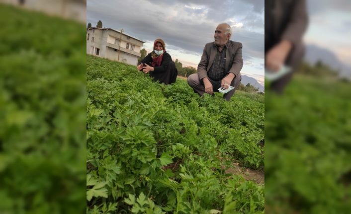 Türlü ve menemen için bahçelerde son sebzeler toplanılıyor