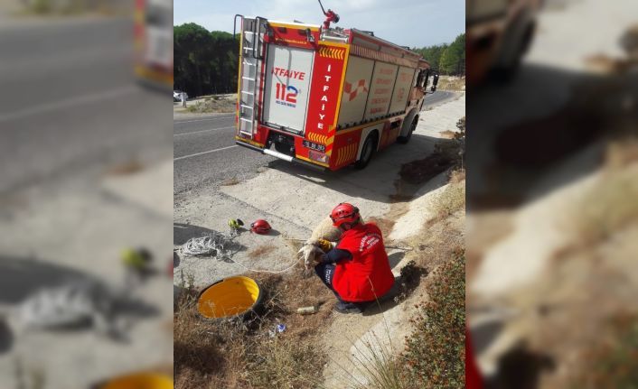 Yağmur giderine düşen koyunu itfaiye kurtardı