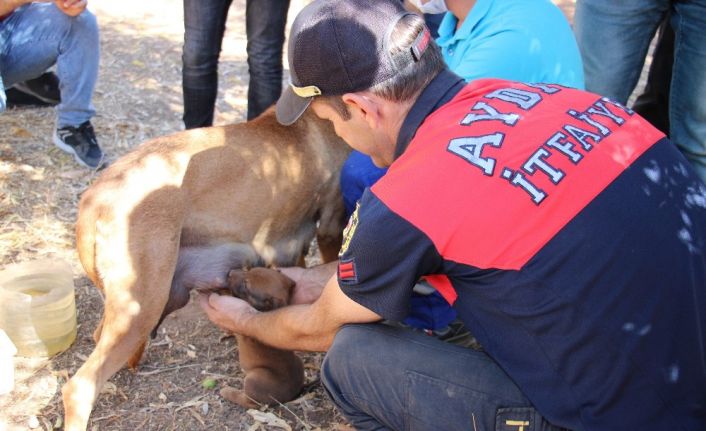 Yavru köpeği annesine kavuşturdular