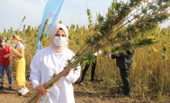 Yerli ve milli kenevir çeşit adayı ‘Narlı’da ilk hasat alındı