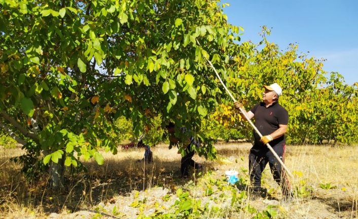 Yozgat’ta ceviz hasadı başladı