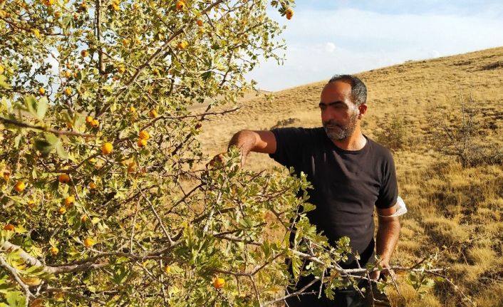 Yunak’ta alıç toplanmaya devam ediyor