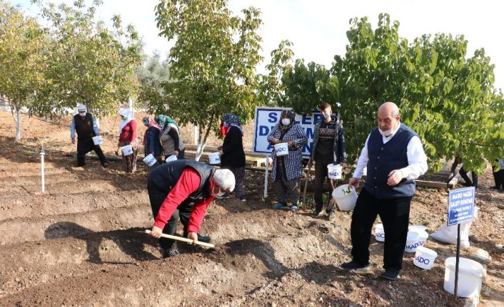 10 yıl alım garantisi var... Salep tohumları toprakla buluştu