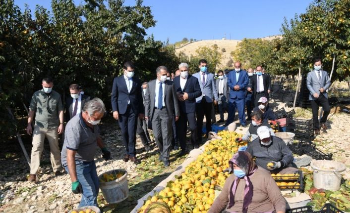 Adıyaman’da hurma hasadı başladı