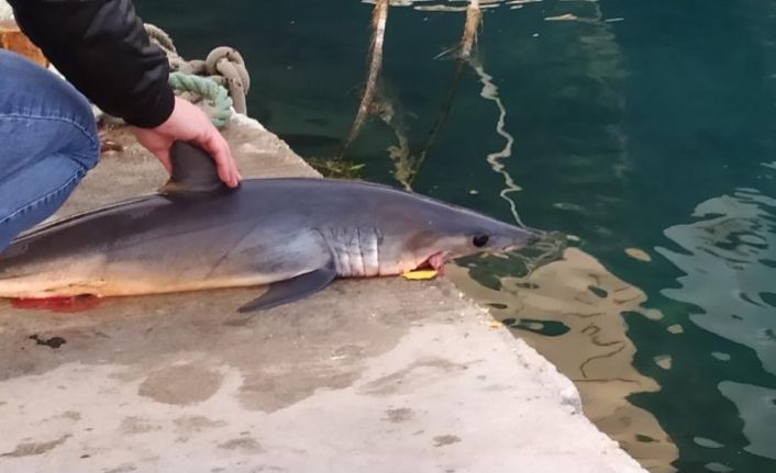 Akyaka sahilde ölü köpekbalığı bulundu