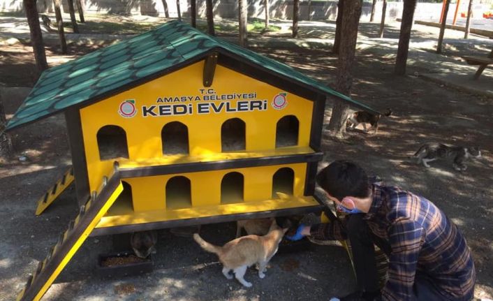 Amasya Belediyesi’nden sokak kedilerine özel kedievi