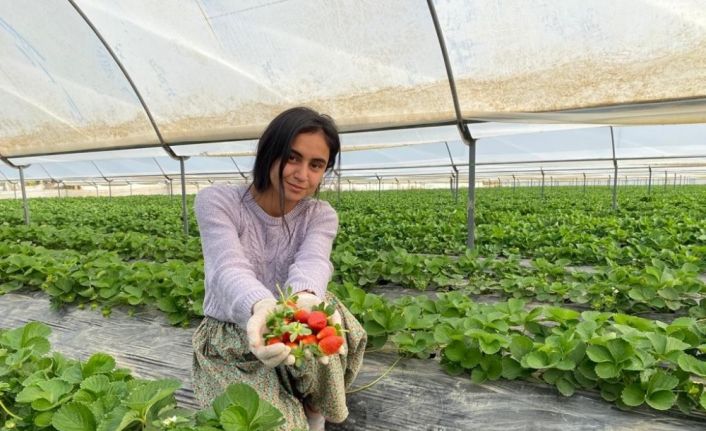 Antalya’da yılın ilk çilek hasadının heyecanı başladı