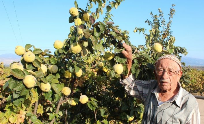 ’Ayva bolluğu kışın sert geçeceğine işaret’