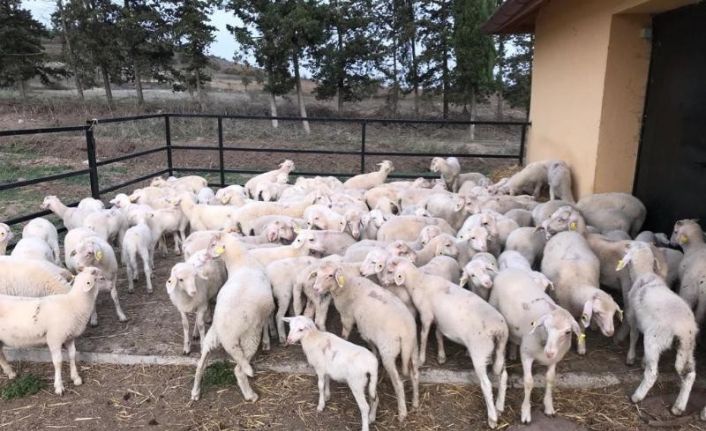 BAÜN, Veteriner Fakültesiyle Bölge Hayvancılığına Güç Katıyor