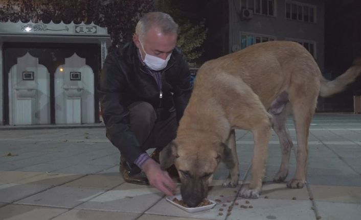 Belediye başkanı kısıtlamada aç kalan köpekleri elleriyle besledi