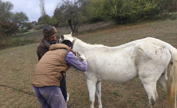 Bilecik’te atların ruam testleri yapılarak, mikroçipleri takılmaya devam ediliyor