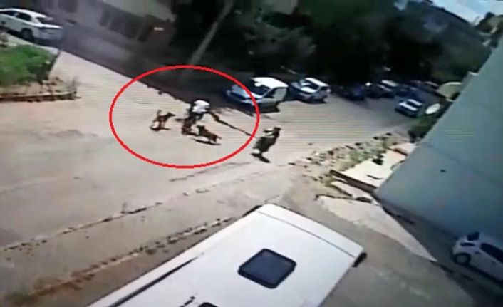 Bisiklet sürerken köpeklerin saldırısına uğrayan genç otomobille çarpıştı