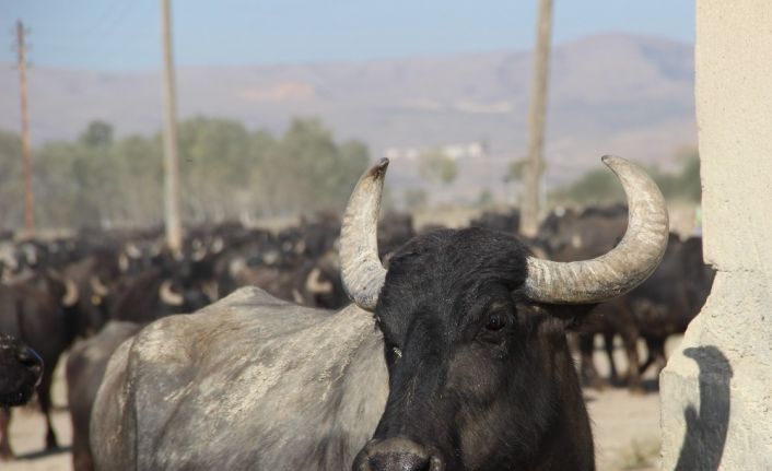 Bu köyde kişi başına iki manda düşüyor