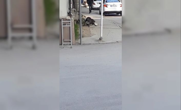 Bursa’da pitbull dehşet saçtı