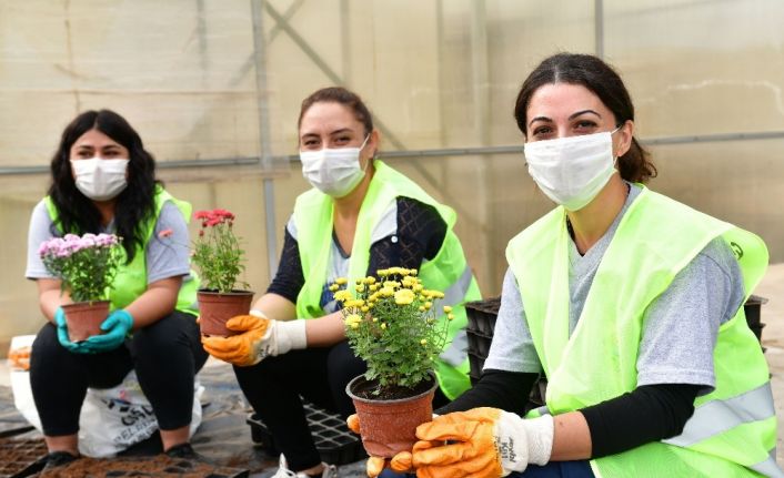 Çiğli Belediyesi kendi çiçeğini üretiyor