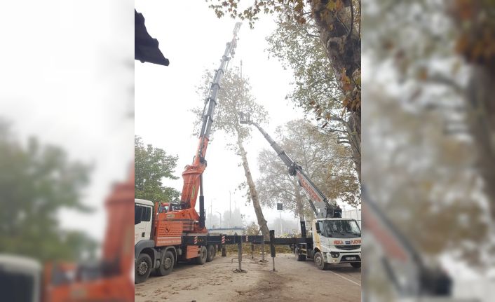 Çuhane Caddesi’nde risk teşkil eden Çınarlar kaldırılıyor