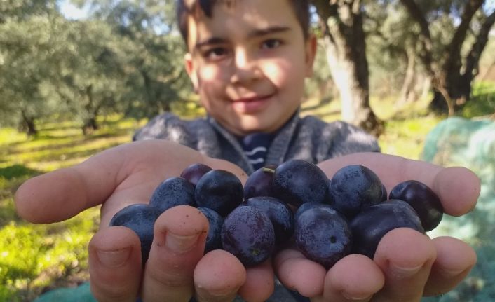 Dalından topladıkları zeytinin nasıl kurulacağını vatandaşlara öğretiyorlar