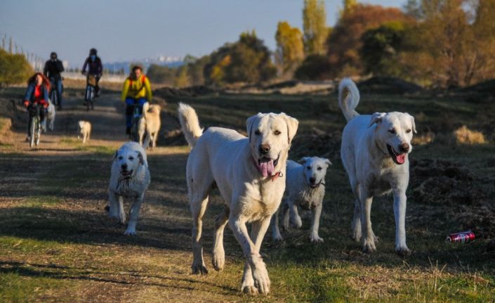 Doğa tutkunlarının yeni gözdesi “Akbaş Safari”