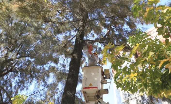 Efeler Belediyesi kentteki ağaçları buduyor