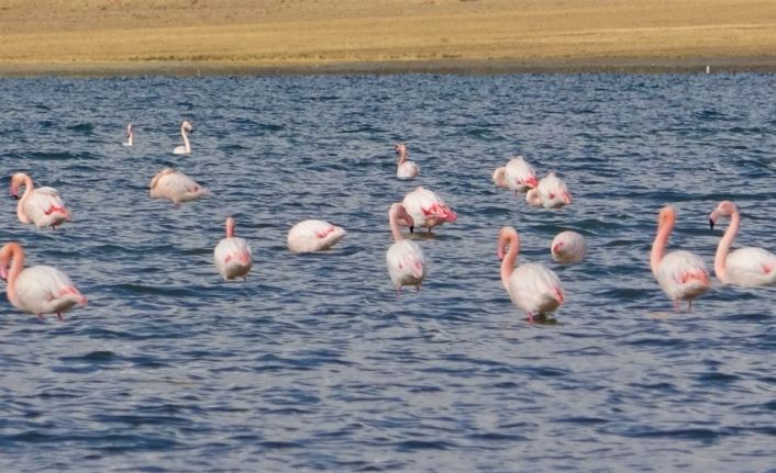 Erçek Gölü’nde flamingoların göç hazırlığı