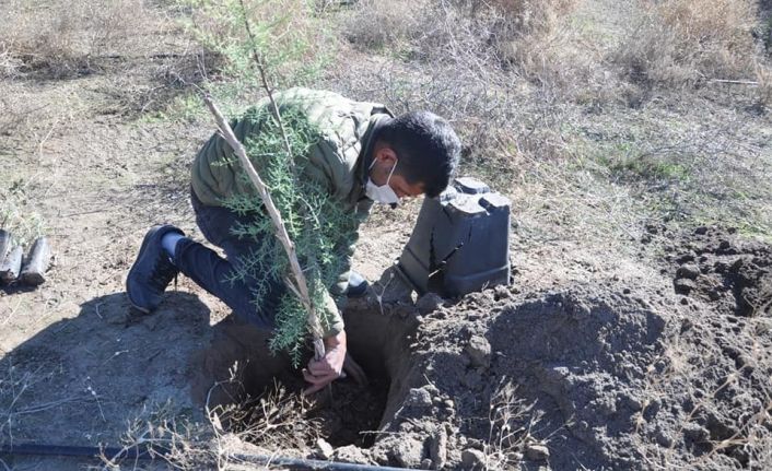 Erozyonu önlemek için ağaç dikildi