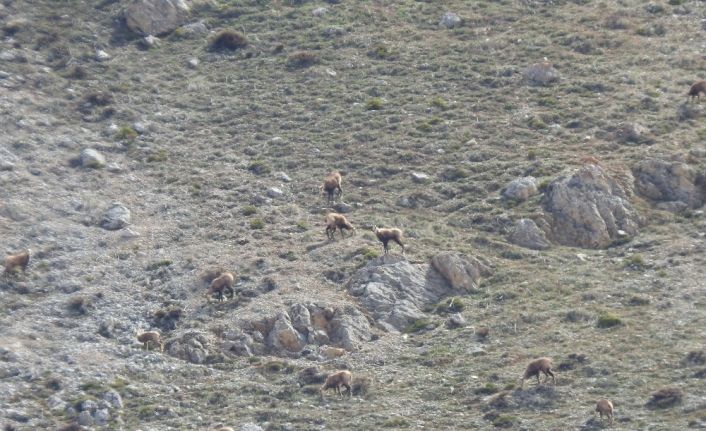 Erzincan’da, sürü halindeki şamualar görüntülendi