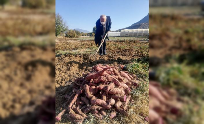 Eskişehir’de tatlı patatesin ilk hasadı başladı