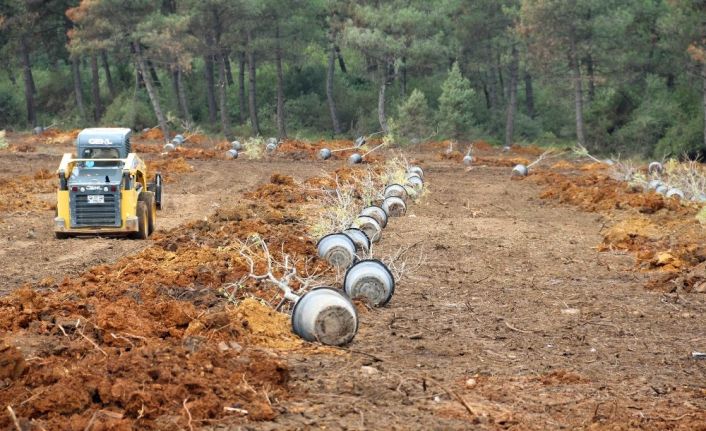 Gebze Gaziler Dağı,  fidanlar ile yeşerecek