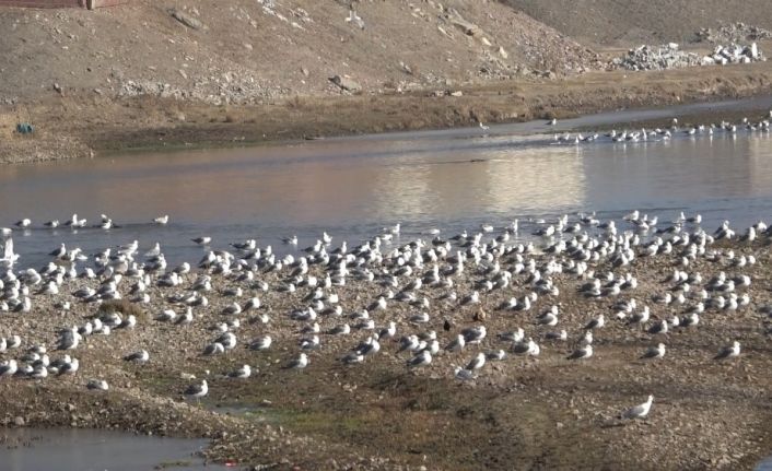 Göçmen martılar Murat Nehri’ni mesken tuttu