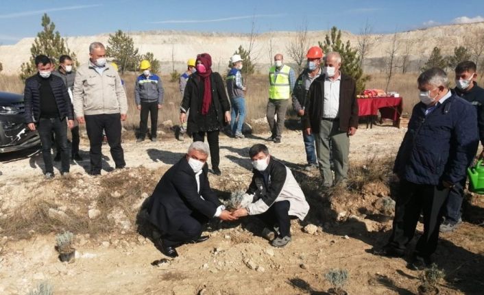 Hisarcık’ta maden sahaları lavanta kokacak