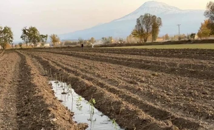 Iğdır’da aromatik bitki yetiştiriciliği başladı